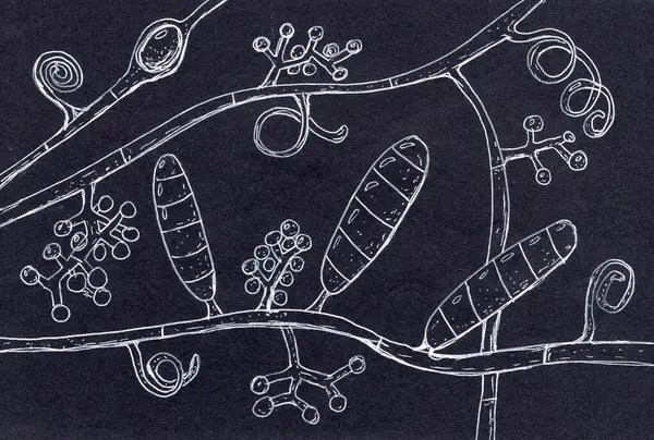 Detailní Ručně Kreslené Ilustrace Trichophyton Mentagrophytes Houba Způsobující Kožní Infekce Royalty Free Stock Obrázky