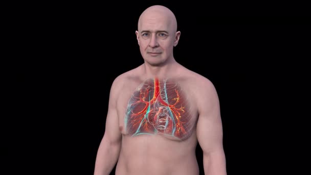 黒い背景にヨーロッパ人の肺を示す3Dアニメーション — ストック動画