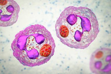 Nötrofilleri etkileyen anaplazma bakterisi, 3 boyutlu illüstrasyon. Anaplazma fagositofilyum, insan granülotitik anaplazmozuna neden olur. Siyah bacaklı kene ve koyun kenesi ile bulaşır..