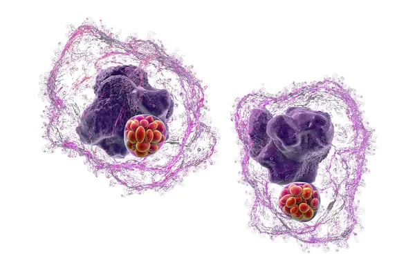 stock image 3D illustration of Ehrlichia bacteria morula within macrophages, associated with ehrlichiosis, a tick-borne infectious disease.