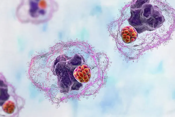 stock image 3D illustration of Ehrlichia bacteria morula within macrophages, associated with ehrlichiosis, a tick-borne infectious disease.