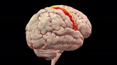 Altı çizili presantral gyrus, 3 boyutlu animasyon ile insan beyni. Birincil motor korteksin yeri.