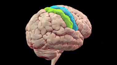 Altı çizili presantral ve post-Central gyri ile insan beyni, 3 boyutlu animasyon. Birincil motor presantral gyrus ve somatosensoryal post-Central gyrus korteks bölgeleri.