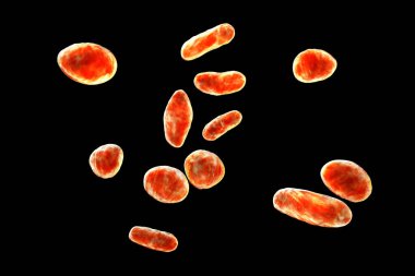 Rothia dentocariosa bakterisi, 3 boyutlu illüstrasyon. Genellikle diş bakterileri, periodontit, endokardit, bakteri ve akciğer enfeksiyonlarıyla ilişkilidir..