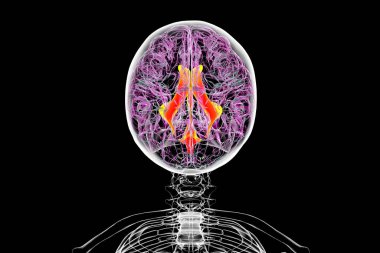 Beynin ventriküler sistemi, 3 boyutlu illüstrasyon. Karıncıklar beyindeki boşluklardır ve serebrospinal sıvı (CSF) ile doludur. Üst görünüm.