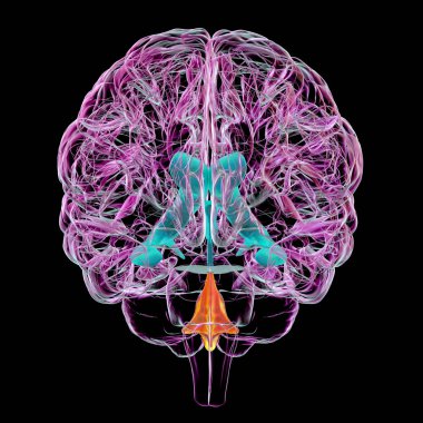 The fourth brain ventricle, a fluid-filled cavity situated at the posterior of the brainstem, involved in cerebrospinal fluid circulation, 3D illustration. Front view. clipart