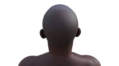 3D illustration of an African man's hairless head from back top view, emphasizing skull shape, neck, and anatomical details. clipart