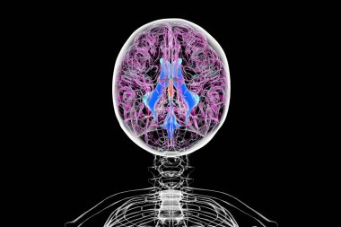 Üçüncü beyin ventrikülü, beynin ventriküler sisteminin hayati bir bileşeni, 3 boyutlu illüstrasyon. Üst görünüm.
