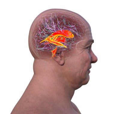 Ventricular system of the brain, 3D illustration. The ventricles are cavities in the brain that are filled with cerebrospinal fluid (CSF), side view. clipart