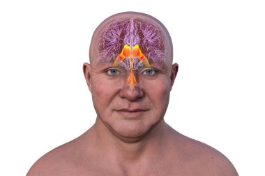 Ventricular system of the brain, 3D illustration. The ventricles are cavities in the brain that are filled with cerebrospinal fluid (CSF), front view. clipart