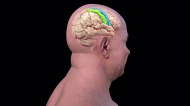 Altı çizili presantral ve post-Central gyri ile insan beyni, 3 boyutlu animasyon. Birincil motor presantral gyrus ve somatosensoryal post-Central gyrus korteks bölgeleri.