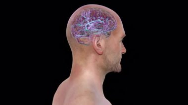 360 derece dönen bir insan vücudunda beynin anatomik yapısını gösteren 3 boyutlu animasyon.