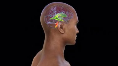Dördüncü beyin karıncığının anatomisi turuncu renkte vurgulanmış, beyin sapının arkasında sıvı dolu bir oyuk, serebrospinal sıvı dolaşımına dahil, 3 boyutlu animasyon.