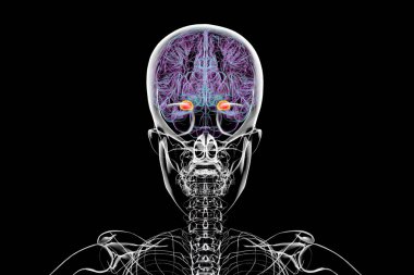 Human brain with the amygdala highlighted, 3D illustration emphasizing its role in emotion processing and clinical importance in mental health. clipart