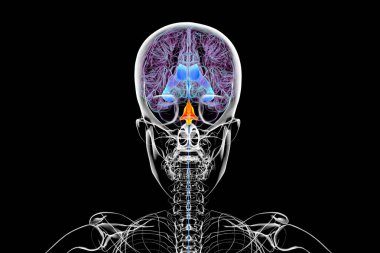 Dördüncü beyin ventrikülü, beyin sapının arkasında sıvı dolu bir oyuk, serebrospinal sıvı dolaşımına dahil, 3 boyutlu illüstrasyon. Arka plan.