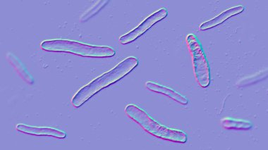 Tüberküloza neden olan bakteri olan Mycobacterium tüberkülozun 3 boyutlu çizimi.