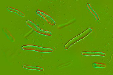 Tüberküloza neden olan bakteri olan Mycobacterium tüberkülozun 3 boyutlu çizimi.