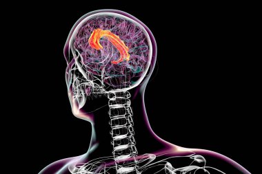 3D illustration of the human brain highlighting the cingulate gyrus, which is essential for emotion processing, decision-making, and cognitive control. clipart