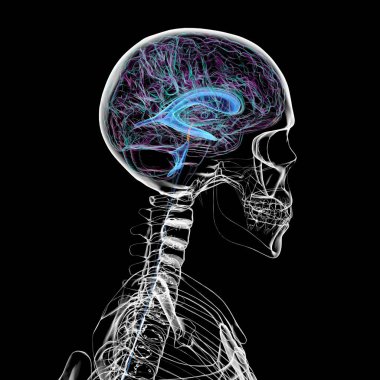 Serebral su kemeri (turuncu renkle işaretlenmiş), üçüncü ve dördüncü ventrikülleri birbirine bağlayan dar bir kanal, serebrospinal sıvı akışını kolaylaştıran, 3 boyutlu illüstrasyon.