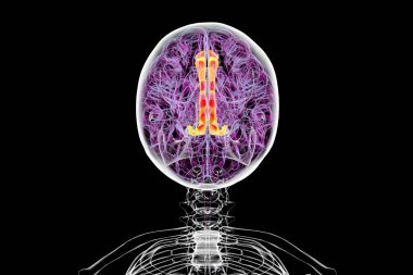 3D illustration of the human brain highlighting the cingulate gyrus, which is essential for emotion processing, decision-making, and cognitive control, top view. clipart