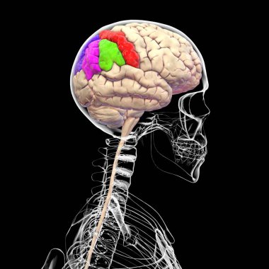 Parietal gyri: post-Central gyrus (kırmızı), superior parietal lobule (koyu mavi), supramarjinal (yeşil) ve açısal gyrus (mor), 3D çizim.