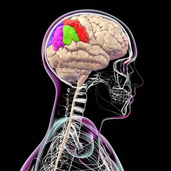 Parietal gyri: post-Central gyrus (kırmızı), superior parietal lobule (koyu mavi), supramarjinal (yeşil) ile alt parietal lobule ve açısal gyrus (mor), yan görüş, 3D illüstrasyon.