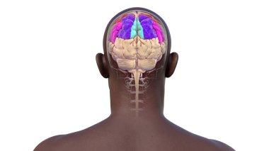 Parietal gyri: post-Central gyrus (kırmızı), superior parietal lobule (koyu mavi), supramarjinal (yeşil) ve açısal gyrus (mor), 3D çizim.