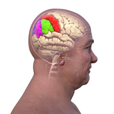 Parietal gyri: post-Central gyrus (kırmızı), superior parietal lobule (koyu mavi), supramarjinal (yeşil) ve açısal gyrus (mor), 3D çizim.