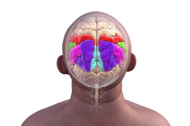 Parietal gyri: postcentral gyrus (red), superior parietal lobule (dark blue), inferior parietal lobule with supramarginal (green) and angular gyrus (purple), precuneus (light blue), 3D illustration. clipart