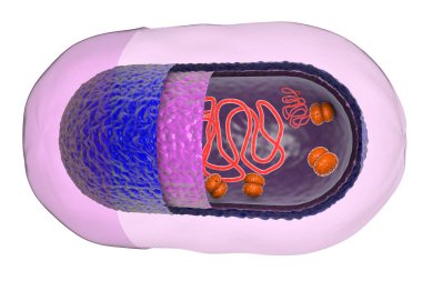 Beyaz zemin üzerinde izole edilmiş bakteri hücre yapısı, 3B illüstrasyon