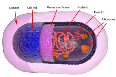 Structure of bacterial cell isolated on white background, 3D illustration clipart