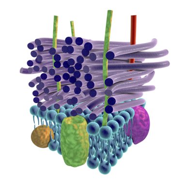 Structure of cell wall of Gram-positive bacteria, 3D illustration clipart