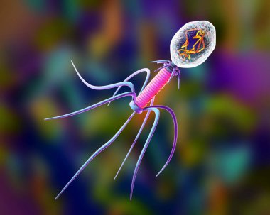 Bakteriyofaj, bakteri bozar ve antibiyotik tedavisi için alternatif olarak kullanılabilir bir virüs. 3D çizim