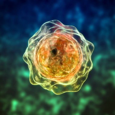 Balamuthia mandrillaris amip kisti, 3 boyutlu illüstrasyon. Toprak ve suda yaşayan bir protozoan granülomatoz amoebik beyin iltihabına neden olabilir. Hem kistler hem de trofobikler insanlar için bulaşıcı formlardır.