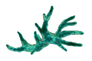 Balamuthia mandrillaris amieba, 3 boyutlu illüstrasyon. Toprak ve suda yaşayan bir protozoan, beyinde granülomatoz amoebik ensefalite neden olabilir.