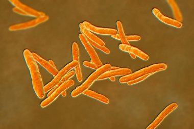 3D illustration of Mycobacterium tuberculosis, the bacteria responsible for causing tuberculosis. clipart