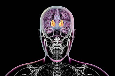 Human brain with highlighted internal capsule, crucial for transmitting motor and sensory signals, 3D illustration. Front view. clipart