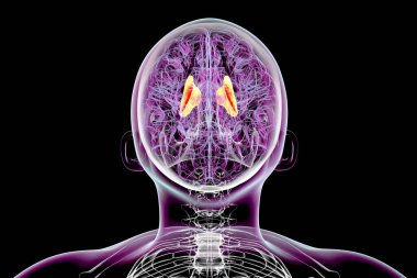 Human brain with highlighted internal capsule, crucial for transmitting motor and sensory signals, 3D illustration. Top view. clipart