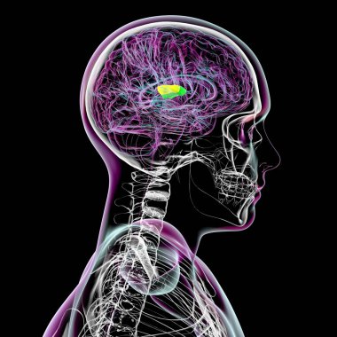 Human brain with the transverse temporal gyri highlighted, anterior in green and posterior in yellow, 3D illustration. These regions are involved in auditory processing and language comprehension. clipart