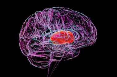 Human brain with highlighted internal capsule, crucial for transmitting motor and sensory signals, 3D illustration. Side view. clipart