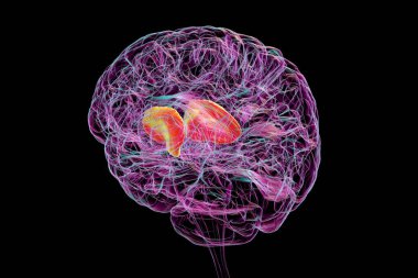 Human brain with highlighted internal capsule, crucial for transmitting motor and sensory signals, 3D illustration. clipart