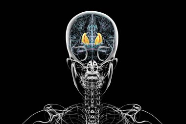 Human brain with highlighted internal capsule, crucial for transmitting motor and sensory signals, 3D illustration. Front view. clipart