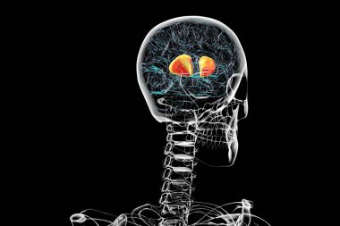 Human brain with highlighted internal capsule, crucial for transmitting motor and sensory signals, 3D illustration. clipart