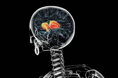 Human brain with highlighted internal capsule, crucial for transmitting motor and sensory signals, 3D illustration. clipart