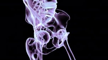 Renkli röntgen tarzında insan pelvik kemiklerinin 3 boyutlu animasyonu. Coxals, sacrum, coccyx, lumbar vertebra ve canlı detaylara sahip uyluk kemikleri gösteriyor..
