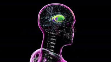 Dönebilen bir beynin 3 boyutlu animasyonu, karnabaharın sarı, putamen yeşili, globus pallidus kırmızısı ve talamus mavisi rengini vurguluyor..