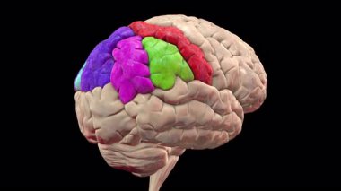 Parietal girdabı vurgulanmış insan beyni: post-Central kırmızı, üstün koyu mavi, alt parietal lobu üst-marjinal yeşil, açısal mor ve ön-çivi mavisi açık mavi, 3 boyutlu animasyon..