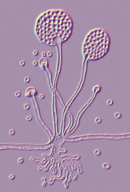 Rhizopus mantarı, 3 boyutlu illüstrasyon. Detaylı hiphal yapısı, konidia, rhizoid ve spor üretimi..