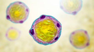 Blastosistis hominis parazit, 3 boyutlu illüstrasyon. İnsanlardaki ishal enfeksiyonlarının nedensel faktörü.