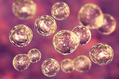 Blastomyces dermatidis mantarı, hastalığın nedensel faktörü blastomikozis akciğerleri etkileyen, deri, kemik, diğer organlar, üç boyutlu resimleme. Tomurcuklanma evresi insan dokularında bulunur.